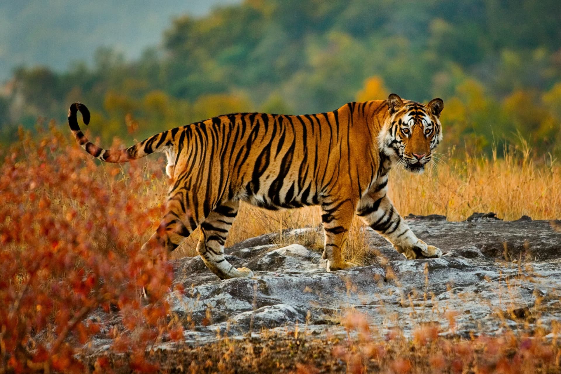 Madhya Pradesh Tour